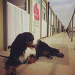 This is Arthur... He's very cute, very fluffy and he's keeping us company in the office while his da...